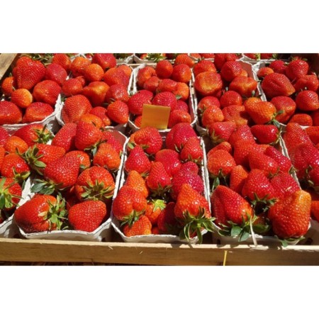 Strawberry Garden Twist, P9 Pot, Summer 2024-1