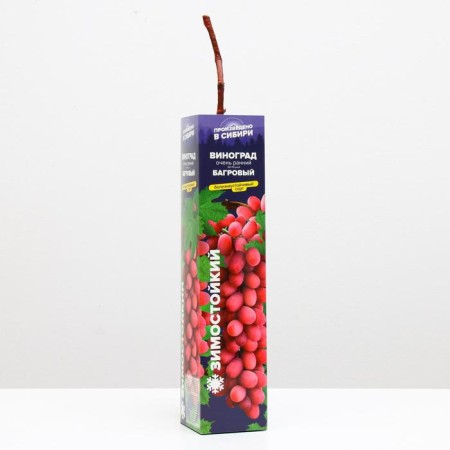 Grape seedling of crimson, spring 2023, 1 pc.