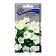 Flower seeds Carpathian white bell, 0.1 gr
