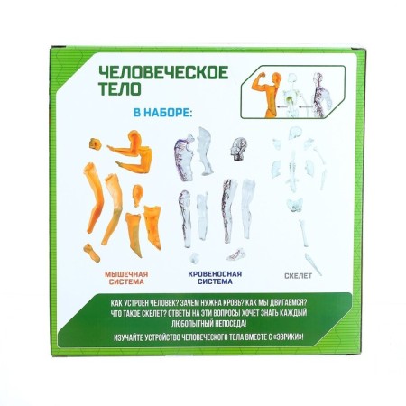 Scientific experience "human body"-6