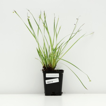 Sisirinhium narrow -leaved "Blue Aise Grass", P9 pot, 1 pc, spring 2024-2