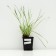 Sisirinhium narrow -leaved "Blue Aise Grass", P9 pot, 1 pc, spring 2024