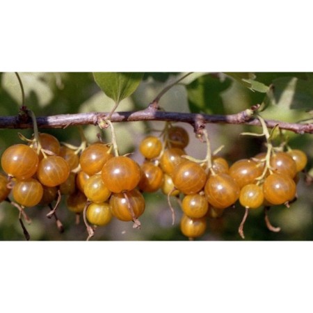 Golden currants, s2 pot, H40-60 Height, 1 pc, summer 2024