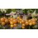 Golden currants, s2 pot, H40-60 Height, 1 pc, summer 2024