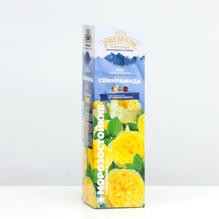 Sahenian Rosa Shrab "Semiramida", 1 pc, spring 2024-1