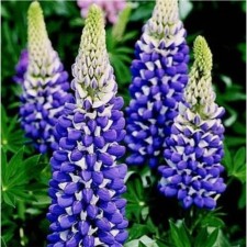 Lupin multi -leaved Ze Gaverne, pot C3, 1 pc, summer 2024