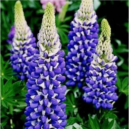 Lupin multi -leaved Ze Gaverne, pot C3, 1 pc, summer 2024