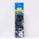 Edible honeysuckle (Northern Garden series) "Desired", 1 pc, tube, spring 2025