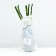 Seedling Rosa Klaimber (climbing) Brienvenu, 1 pc, spring 2024