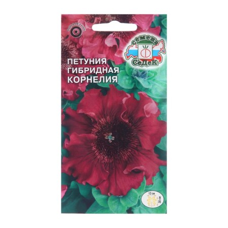 Cornelia Petunia flowers,