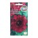Cornelia Petunia flowers,
