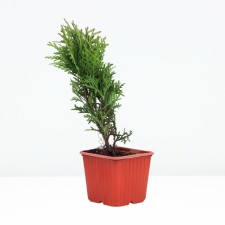 Thuja western 