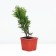 Thuja western "Danika", P9, 1pc, h 3-20 cm, spring 2024