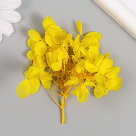Sukhotzet "hydrangea" yellow h = 6-6.5 cm