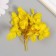 Sukhotzet "hydrangea" yellow h = 6-6.5 cm