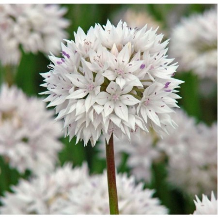 Onion decorative narrow-leaved gravity, 6/+ rr, 10 pcs, 30 h (cm), autumn 2024