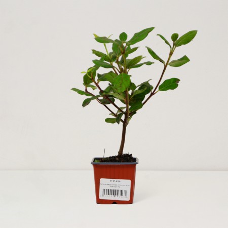 Lavrolist Kalina seeder "Gwenllian", P9 pot, summer 2024-2