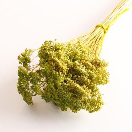 Set of dried flowers "yarrow", banch length 50 (+/- 6 cm), green-2