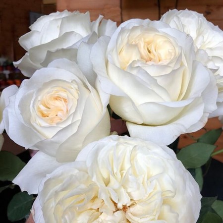 Seedling rose Ella, English, pot 2 l., Summer 2024