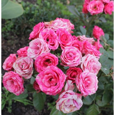 Seedling rose Pink Irishka, spray rose, pot 2 l., Summer 2024