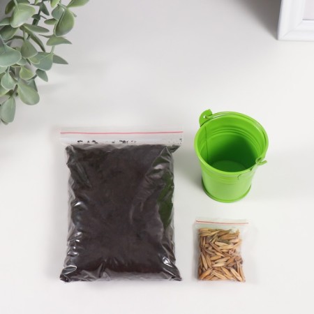 Set for growing plants "grow grass" bucket
