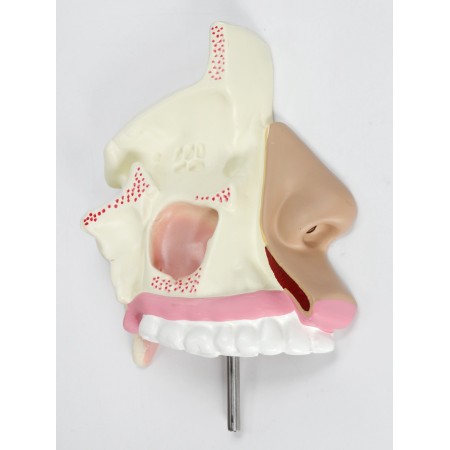 Model "Roethe cavity in the section"-1