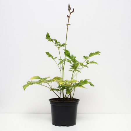 Astilba Chinese cardinal, C1.5 pot, H10-50 height, 1 pc, summer 2024-1