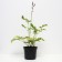 Astilba Chinese cardinal, C1.5 pot, H10-50 height, 1 pc, summer 2024