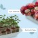 Box for seedlings, 40 × 25 × 10 cm, 5 l, color mix, "crop-4m"