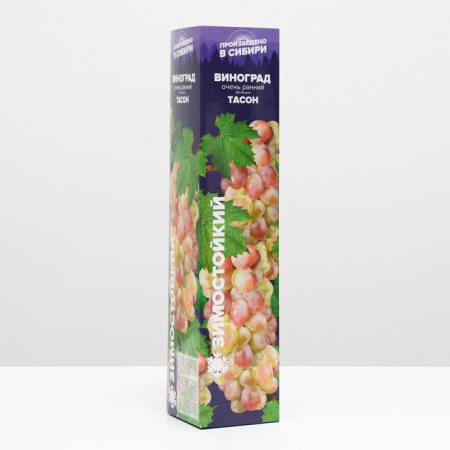 Grape seedling Tason Spring 2024, 1 pc.