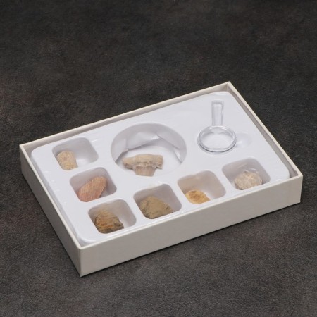 Ammonite set-2