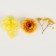 Set of dried flowers "Summer Field"