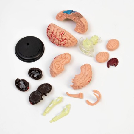 Model "Human Brain" collapsible, 10*10 cm-3
