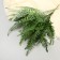 Bouquet "Nephrolepis Blechnum" 39 cm, mix