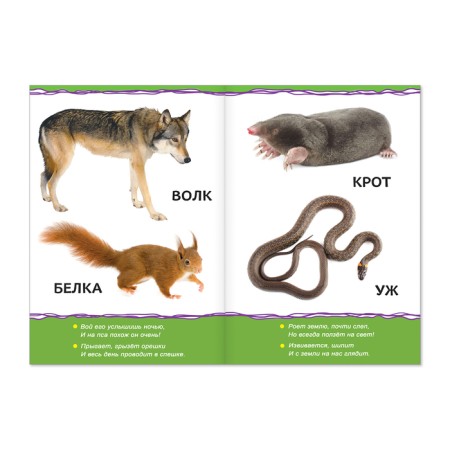 Cardboard book "Forest animals", 10 pp. Together with the cover-1
