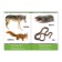 Cardboard book "Forest animals", 10 pp. Together with the cover