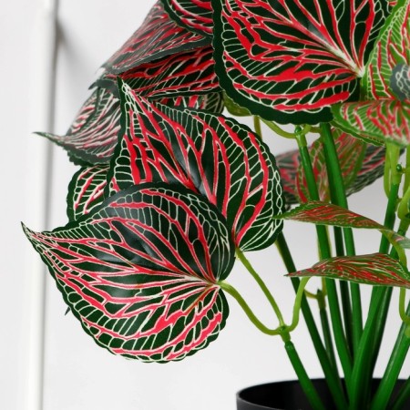 Bonsai in the pot "Caladium indoor" 10x23 cm-1