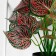 Bonsai in the pot "Caladium indoor" 10x23 cm