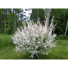Willow whole-leaved Hakuro-nishiki, C2 pot, H10-50 height, 1 pc, summer 2024