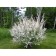 Willow whole-leaved Hakuro-nishiki, C2 pot, H10-50 height, 1 pc, summer 2024