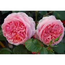 Seedling rose Parkovy 