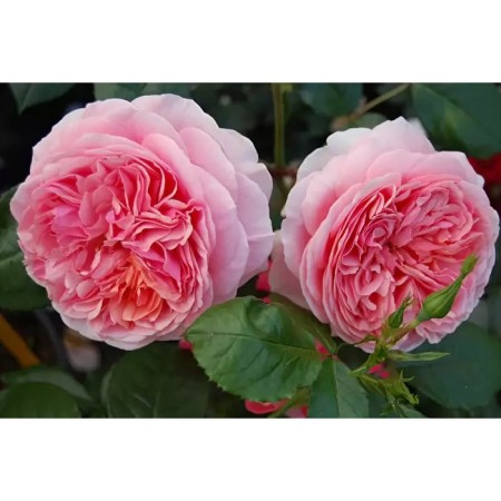 Seedling rose Parkovy "Chippendale", tube, 1 pc, spring 2025