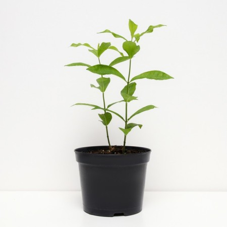 Phlox blunt success, c2 pot, H10-50 height, 1 pc, summer 2024-1