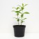 Phlox blunt success, c2 pot, H10-50 height, 1 pc, summer 2024