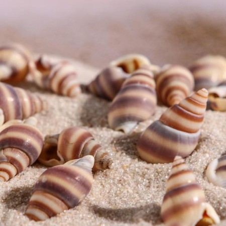 Set of shells, 1 - 2 cm, 100 g-2