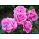 Seedling Rosa Meyan Tea-Hybride "Claude Brasser", tube, 1 pc, spring 2025