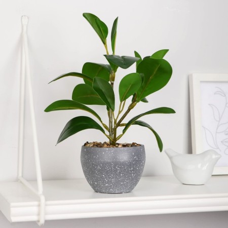 Bonsai in the pot "Kleerodrum decorative" 8x23 cm