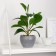 Bonsai in the pot "Kleerodrum decorative" 8x23 cm