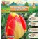 Tulip Darwinov Banya Luka, river 11/12, 5 pcs, autumn 2024
