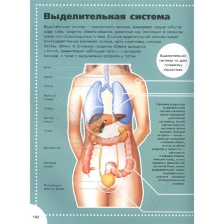 Анатомия. Спектор А. А.-2